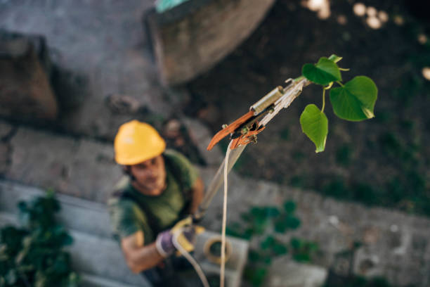 How Our Tree Care Process Works  in  Pensacola, FL