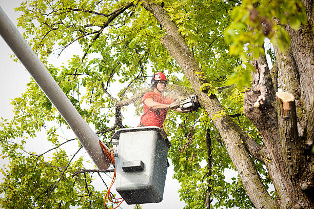 Best Tree Risk Assessment  in Pensacola, FL